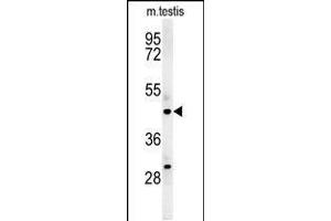 Western blot analysis in mouse testis tissue lysates (35ug/lane). (STAMBPL1 抗体  (AA 135-163))