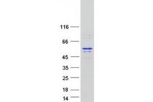 Western Blotting (WB) image for Paternally Expressed 10 (PEG10) (Transcript Variant 1) protein (Myc-DYKDDDDK Tag) (ABIN2728638)