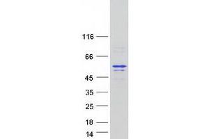 Validation with Western Blot (PEG10 Protein (Transcript Variant 1) (Myc-DYKDDDDK Tag))