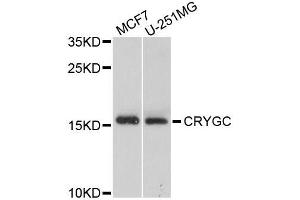 Western blot analysis of extracts of various cell lines, using CRYGC antibody (ABIN5995734) at 1/1000 dilution. (CRYGC 抗体)