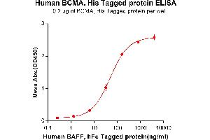 ELISA plate pre-coated by 2 μg/mL (100 μL/well) Human BAFF, hFc tagged protein (ABIN6961113) can bind Human BCMA, His tagged protein (ABIN6964104) in a linear range of 1. (BCMA Protein (His tag))