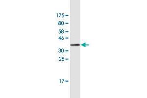 Western Blot detection against Immunogen (36. (NUP50 抗体  (AA 342-439))