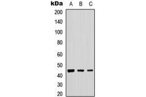 Western blot analysis of B4GALT2 expression in A549 (A), NS-1 (B), PC12 (C) whole cell lysates.