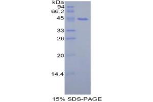 SDS-PAGE analysis of Rat PIP Protein.