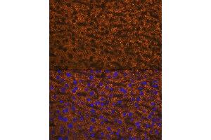 Immunofluorescence analysis of mouse liver using  Rabbit mAb (ABIN7265591) at dilution of 1:100 (40x lens). (ANGPTL3 抗体)