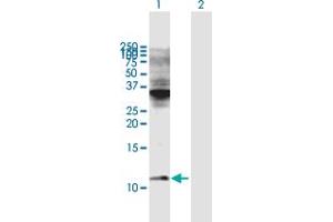 Western Blot analysis of COX6C expression in transfected 293T cell line by COX6C MaxPab polyclonal antibody. (COX6C 抗体  (AA 1-75))