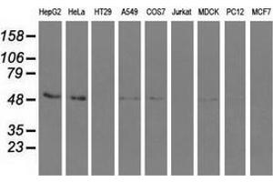 Western blot analysis of extracts (35 µg) from 9 different cell lines by using anti-SNTA1 monoclonal antibody. (SNTA1 抗体)