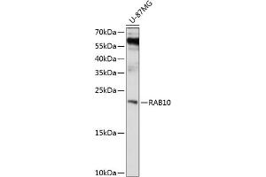 Western blot analysis of extracts of U-87MG cells, using R antibody (ABIN1682420, ABIN3018951, ABIN3018952 and ABIN6220641) at 1:1000 dilution. (RAB10 抗体  (AA 1-190))