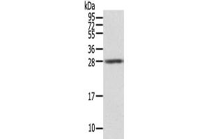 Gel: 12 % SDS-PAGE,Lysate: 40 μg,Primary antibody: ABIN7131243(STX8 Antibody) at dilution 1/500 dilution,Secondary antibody: Goat anti rabbit IgG at 1/8000 dilution,Exposure time: 5seconds (STX8 抗体)