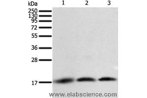 Western blot analysis of A431, Jurkat and hela cell, using BIRC5 Polyclonal Antibody at dilution of 1:400 (Survivin 抗体)