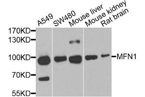 Western blot analysis of extracts of various cell lines, using MFN1 antibody. (MFN1 抗体)