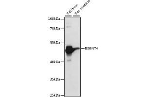 Western blot analysis of extracts of various cell lines, using B3GNT4 antibody (ABIN7265875) at 1:1000 dilution. (B3GNT4 抗体  (AA 165-305))