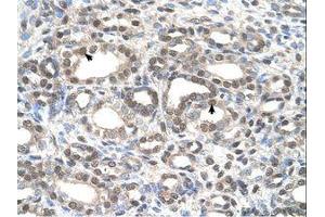 Image no. 1 for anti-Deafness, Autosomal Dominant 5 (DFNA5) (AA 342-391) antibody (ABIN321047) (DFNA5 抗体  (AA 342-391))