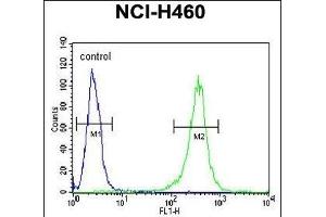 FA49A Antibody (N-term) (ABIN651554 and ABIN2840298) flow cytometric analysis of NCI- cells (right histogram) compared to a negative control cell (left histogram). (FAM49A 抗体  (N-Term))