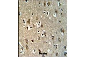 UPK1B Antibody (Center) (ABIN653680 and ABIN2843007) IHC analysis in formalin fixed and paraffin embedded brain tissue followed by peroxidase conjugation of the secondary antibody and DAB staining. (Uroplakin 1B 抗体  (AA 159-188))