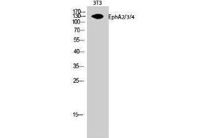 Western Blotting (WB) image for anti-EPH Receptor A2/3/4 (EPHA2/3/4) (Lys14) antibody (ABIN3174970) (EPHA2/3/4 抗体  (Lys14))