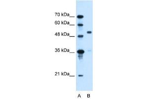 SLC37A3 antibody used at 0. (SLC37A3 抗体)