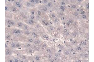 Detection of SULF2 in Mouse Liver Tissue using Polyclonal Antibody to Sulfatase 2 (SULF2) (SULF2 抗体  (AA 337-654))