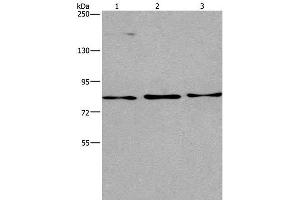 Western Blot analysis of Raji, 293T and PC3 cell using AGO4 Polyclonal Antibody at dilution of 1:450 (AGO4 抗体)