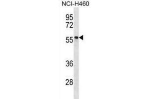 Western Blotting (WB) image for anti-phosphorylated Adaptor For RNA Export (PHAX) antibody (ABIN2996978) (PHAX 抗体)