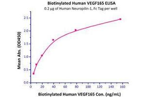 Binding Studies (Bind) image for Neuropilin 1 (NRP1) (AA 22-644) (Active) protein (Fc Tag) (ABIN2181550)