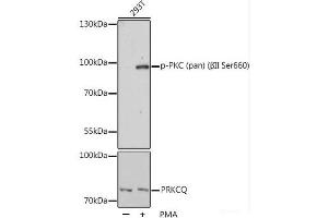 Western blot analysis of extracts of 293T cells using Phospho-PKC (pan) (βII Ser660) Polyclonal Antibody at dilution of 1:1000. (PKC 抗体  (pSer660))