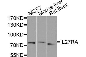 Western blot analysis of extracts of various cell lines, using IL27RA antibody.