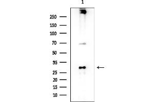 Western blot analysis of lysates from COLO205 cells, using TAS2R13 Antibody at 1/1000 dilution.