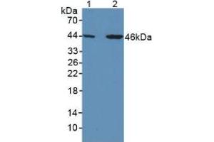 Figure. (SERPINA7 抗体  (AA 128-415))