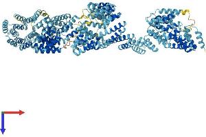 AlphaFold protein structure predicition of Mouse Recombinant Ttc21b Protein, UniprotID Q0HA38 (TTC21B Protein (AA 1-1315) (His tag))