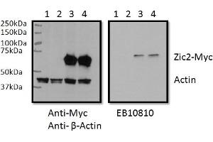 Western Blotting (WB) image for anti-ZIC2 (ZIC2) (AA 520-531) antibody (ABIN1105113) (ZIC2 抗体  (AA 520-531))