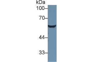 Western blot analysis of Rat Serum, using Mouse AT Antibody (1 µg/ml) and HRP-conjugated Goat Anti-Rabbit antibody ( (SERPINC1 抗体  (AA 33-465))