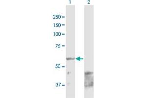 Western Blot analysis of PPAT expression in transfected 293T cell line by PPAT MaxPab polyclonal antibody. (PPAT 抗体  (AA 1-517))