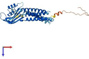 DUOXA2 Protein (AA 1-320) (His tag)