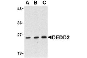 Western blot analysis of DEDD2 in RAW264. (DEDD2 抗体)