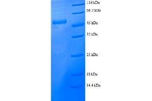 SDS-PAGE (SDS) image for Proteasome (Prosome, Macropain) Activator Subunit 2 (PA28 Beta) (PSME2) (AA 2-239), (full length) protein (GST tag) (ABIN7479174)