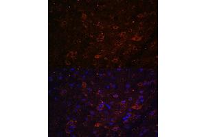 Immunofluorescence analysis of mouse brain using FSTL5 antibody (ABIN7267229) at dilution of 1:100. (FSTL5 抗体  (AA 21-250))
