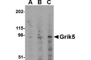 Western Blotting (WB) image for anti-Glutamate Receptor, Ionotropic, Kainate 5 (GRIK5) (C-Term) antibody (ABIN1030423) (GRIK5 抗体  (C-Term))