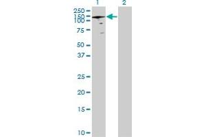 Western Blot analysis of ANAPC2 expression in transfected 293T cell line by ANAPC2 MaxPab polyclonal antibody. (ANAPC2 抗体  (AA 1-822))