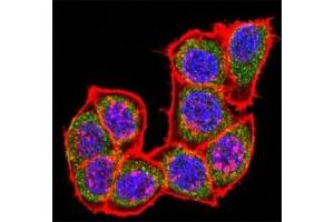 Immunofluorescence (IF) image for anti-Mitogen-Activated Protein Kinase 14 (MAPK14) (AA 295-324) antibody (ABIN3031831)