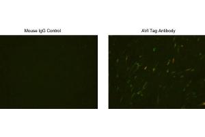 Immunocytochemistry/Immunofluorescence analysis of Avi tagged protein transfeced CHO cells using Avi Tag Antibody, (ABIN1574261) and Mouse IgG Control (ABIN398652). (Avi-Tag 抗体)