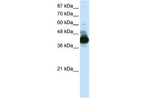RAE1 antibody used at 0. (RAE1 抗体)