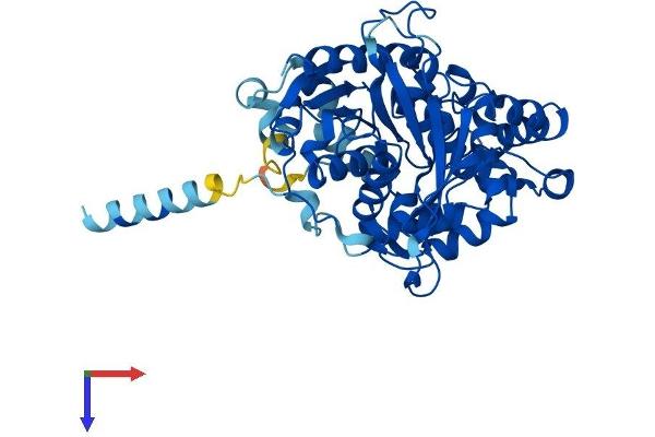 EPHX1 Protein (AA 1-455) (His tag)
