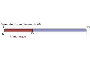 Image no. 3 for anti-Heat Shock 60kDa Protein 1 (Chaperonin) (HSPD1) antibody (ABIN968591) (HSPD1 抗体)