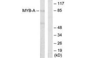 Western Blotting (WB) image for anti-Myb-Like Protein 1 (MYBL1) (AA 231-280) antibody (ABIN2889388) (MYBL1 抗体  (AA 231-280))