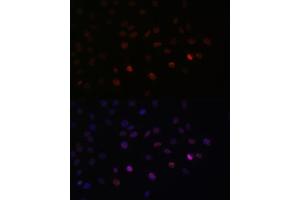 Immunofluorescence (IF) image for anti-serine/arginine-Rich Splicing Factor 3 (SRSF3) (AA 1-90) antibody (ABIN6148465)