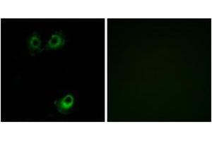 Immunofluorescence (IF) image for anti-Olfactory Receptor, Family 11, Subfamily L, Member 1 (OR11L1) (AA 201-250) antibody (ABIN1535801)