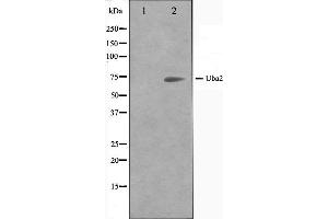 Western blot analysis on 293 cell lysate using Uba2 Antibody. (UBA2 抗体  (C-Term))