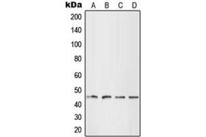 Western blot analysis of LHX1 expression in HEK293T (A), HepG2 (B), SP2/0 (C), H9C2 (D) whole cell lysates. (LHX1 抗体  (Center))