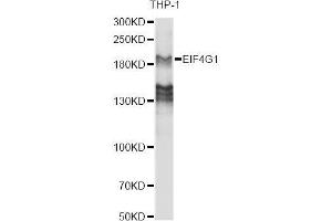 Western blot analysis of extracts of various cell lines, using EIF4G antibody. (EIF4G1 抗体  (AA 400-500))